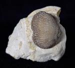 Cyclothyris globosa (ARNAUD 1872) - Bild © FossNet FossilienStore
